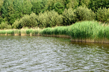  Natural landscape of Belarus and Russia. Summer, day, lake. The cane and the wood grow along the coast of the lake.