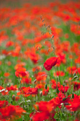 Fototapeta premium Coquelicots rouge au printemps dans les champs