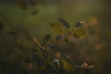 Sunlit leaves