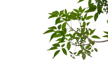 Tropical tree leaves with twigs on white isolated background for green foliage backdrop 