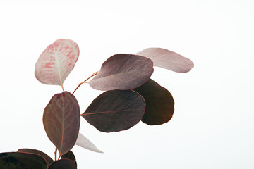 eucalyptus branch with dark leaves isolated on white