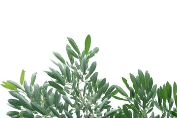 Tropical tree leaves with branches on white isolated background for green foliage backdrop 