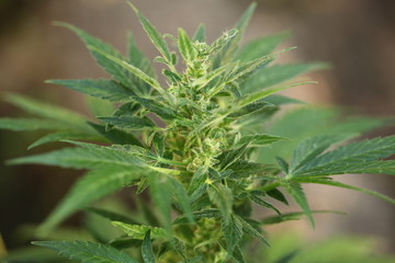 blossom hemp medical cannabis