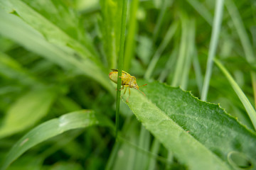 Palomena prasina (green shield bug) on the grass