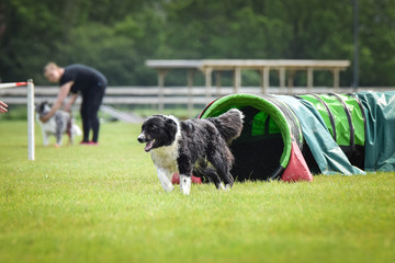 Naklejka na ściany i meble Dog Border collie in agility tunel. Amazing day on czech agility competition. They are middle expert it means A2.