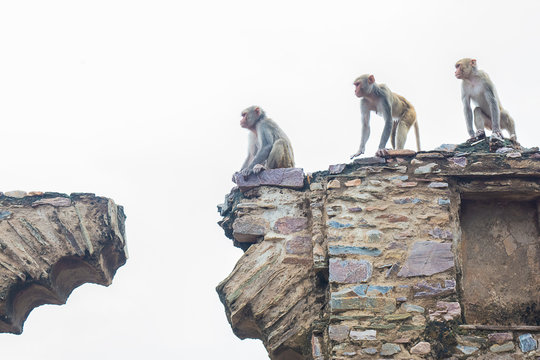 The Evolution - Rhesus Macaque (monkeys) 