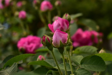 Obraz na płótnie Canvas Pink roses in sun light