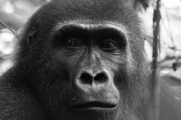 Close up face of a western lowland gorilla in the Bai Hokou rainforest in The Central African Republic.