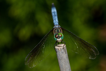 Closeup of an insect on a plant