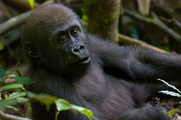 Juvenile western lowland gorilla in the rain forrest of Bai Hokou in The Central African Republic.