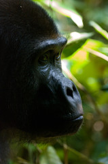 The close up profile of a juvenile western lowland gorilla in the rain forest of Bai Hokou in The Central African Republic.