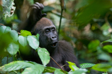 Obraz premium Juvenile western lowland gorilla in the rain forrest of Bai Hokou in The Central African Repubilc.