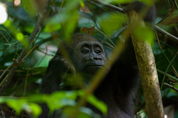 Juvenile western lowland gorilla in the rain forrest of Bai Hokou in The Central African Republic.
