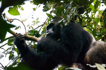 Male silverback western lowland gorilla in the rainforest trees of Bai Hokou in the Central African Republic.