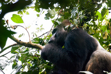 Silverback western lowland gorilla in the trees of the rain forest of Bai Hokou in the Central African Republic.