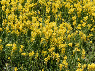 Genêt ailé ou genistrelle (Genista sagittalis) aux fleurs jaunes en grappes sur de petites tiges
