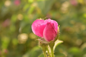 Fototapeta premium Pink roses in sun light