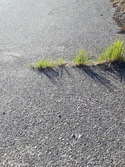 asphalt road and grass