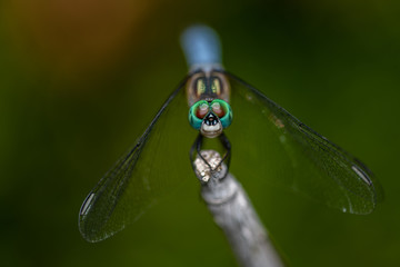 Closeup of an insect on a plant