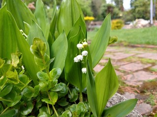 Wiosna, kwitnące konwalie © Photom