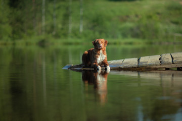 red dog on a wooden bridge on the lake. Nova Scotia Duck Tolling Retriever in nature