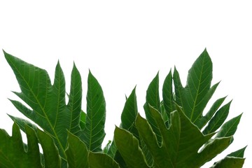 Breadfruit plant leaves with branches on white isolated background for green foliage backdrop 