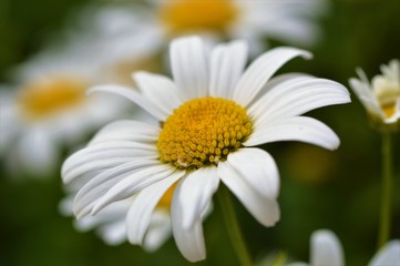 Close-up image of an Oxeye Daisy (Leucanthemum vulgare)