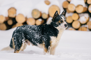 Funny dog standing in snow with wood on background.