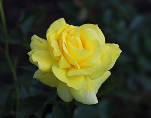 yellow rose