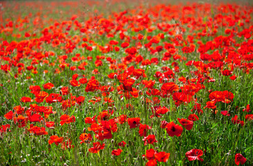 Naklejka premium Coquelicots dans les champs au soleil