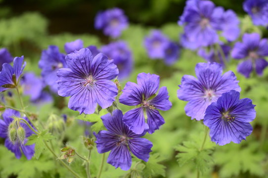Closeup geranium magnificum called also purple cranesbill with blurred background in garden