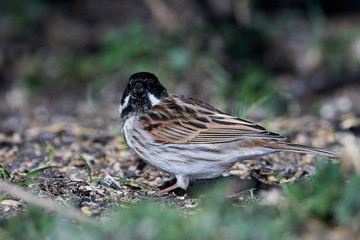 Common reed bunting (Emberiza schoeniclus)