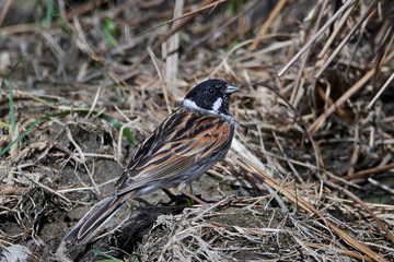Common reed bunting (Emberiza schoeniclus)