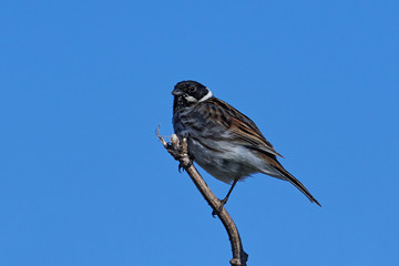 Common reed bunting (Emberiza schoeniclus)
