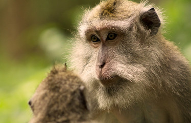 Maternal eyes of the Macaque.