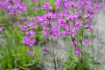 Closeup silene yunnanensis called as campion with smal beuriful purple flowers with blurred background in garden