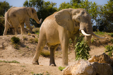 le repas de babar