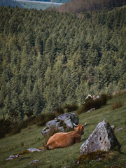 Brown cow taking a break and chilling on a green hill in the mountain