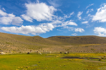 Landscape with alpacas in Arequipa, Peru