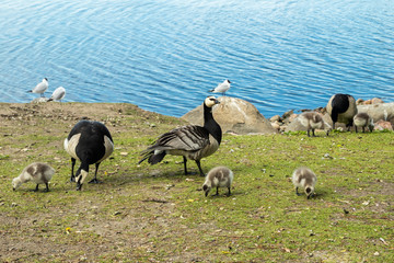 Barnacle gooses and goslings walking on a park embankment in center of Helsinki, Finland