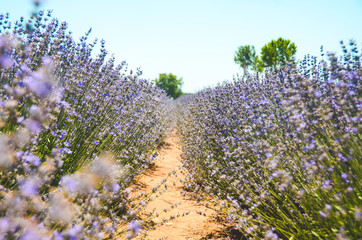 Obraz premium Lavender field in Edirne City, Turkey