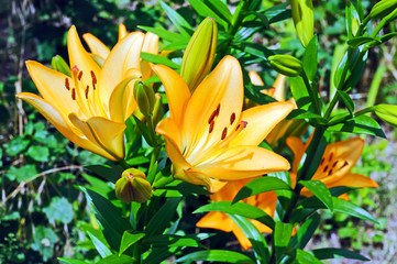 Obraz premium Orange lily flower on a background of green leaves of lilies