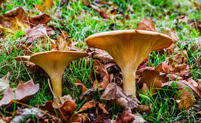 Close up of pair of yellow brown mushrooms on forest floor