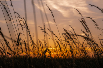 Sunset with sun rays above the landscape with silhouettes of the grass and flowers