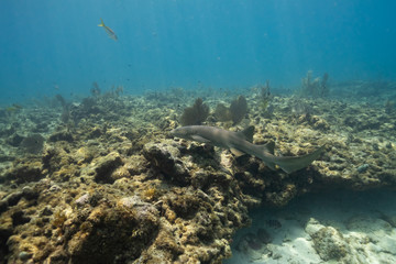 Fototapeta na wymiar Nurse Shark at Snappers Reef in Florida Keys