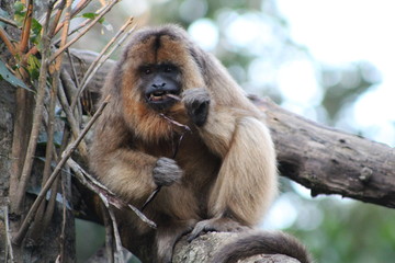 Monkey - Argentina - Guiragoa