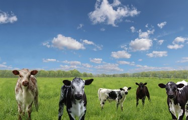 Group of speckled mottled multi-colored roan calves in the filed with blue sky and fluffy clouds