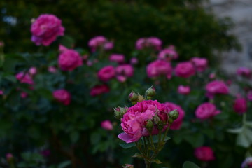 Pink roses in the green leafs