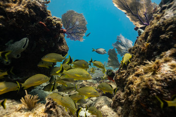 tropical fish in the sea