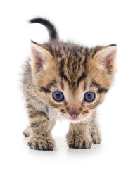 Kitten on white background.